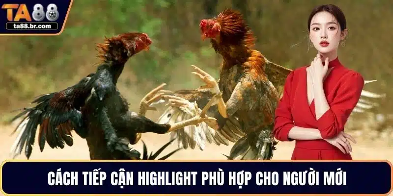 Clip Hightlight Đá Gà Chân Thực Và Rõ Nét Tại TA88 - QENIX.ORG