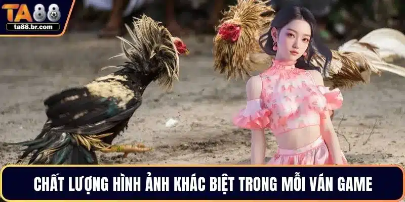 Đá Gà Cựa Sắt – Hình Thức Thi Đấu Hot Nhất Giới Chọi Kê - QENIX.ORG
