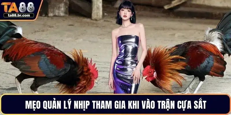 Đá Gà Cựa Sắt – Hình Thức Thi Đấu Hot Nhất Giới Chọi Kê - QENIX.ORG