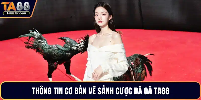 Đá Gà TA88 – Trải Nghiệm Theo Dõi Các Trận Đấu Hấp Dẫn - QENIX.ORG