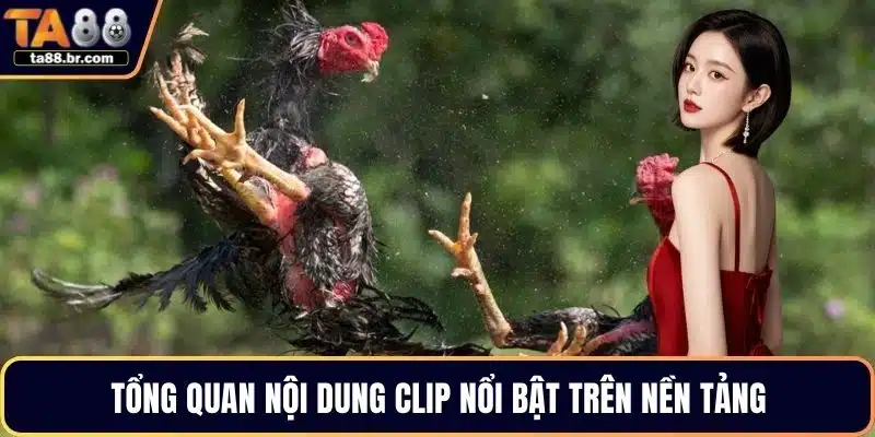 Clip Hightlight Đá Gà Chân Thực Và Rõ Nét Tại TA88 - QENIX.ORG