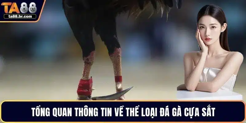 Đá Gà Cựa Sắt – Hình Thức Thi Đấu Hot Nhất Giới Chọi Kê - QENIX.ORG