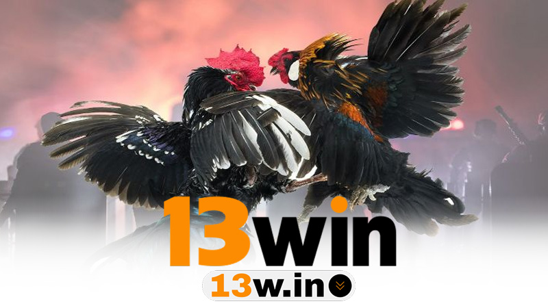 Đánh Đá Gà Hiệu Quả – Đọc Thế Trận Chuẩn, Bắt Kèo Khôn Ngoan Cùng 13Win - QENIX.ORG