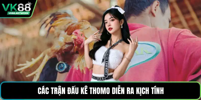 Đá Gà Thomo - Điểm Cược Hấp Dẫn Với Đa Dạng Trận Chọi - QENIX.ORG